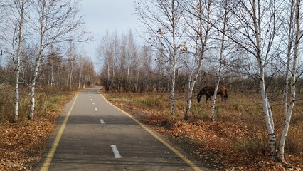 Fototapeta premium Late autumn scene with nearly leafless birch trees standing closely together, a narrow asphalt road with markings, and a brown horse visible through the trees on the right