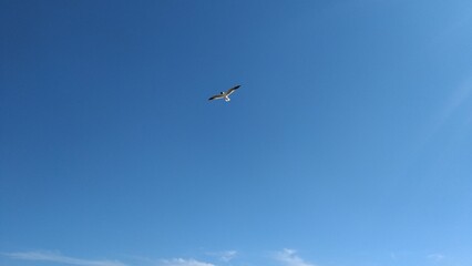 Lonely seagull soaring in a clear blue sky