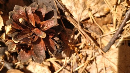 Opened dry brown pine cone resting on a bed of fallen leaves with a large black ant crawling over it