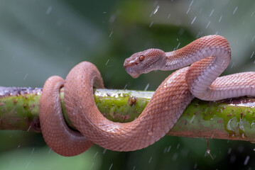 Mangrove pit viper on a tree branch