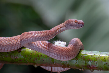 Mangrove pit viper on a tree branch