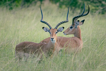 impala in the savannah