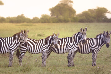 zebras in the savannah