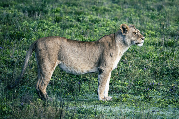 lioness in the grass