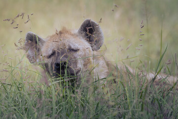 Sleepy Hyena