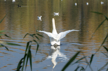 Elegance bird of white swan floating on river in wildlife. Mute swan swimming on lake in habitat. Freshwater bird in natural environment. Animal behavior in the wild. Lovely neck and grace wings.
