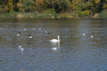 Elegance bird of white swan floating on river in wildlife. Mute swan swimming on lake in habitat. Freshwater bird in natural environment. Animal behavior in the wild. Lovely neck and grace wings.
