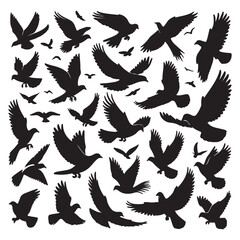 black and white wings