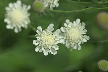 Cream scabious pincushion, Scabiosa ochroleuca, in flower.