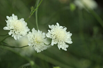 Cream scabious pincushion, Scabiosa ochroleuca, in flower.