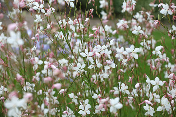 White Oenothera lindheimeri, or gaura beeblossom ‘Whirling Butterflies’ in flower.