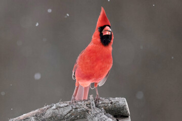 Male CArdinal on feeder in snowstorm