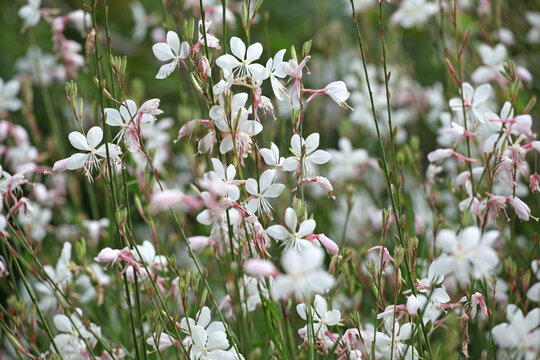 White Oenothera lindheimeri, or gaura beeblossom &lsquo;Whirling Butterflies&rsquo; in flower.