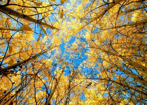 golden autumn trees against blue sky