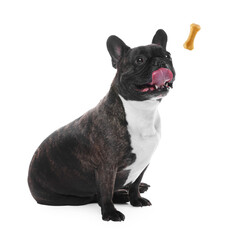 Cute dog and flying chew bone on white background. Pet care