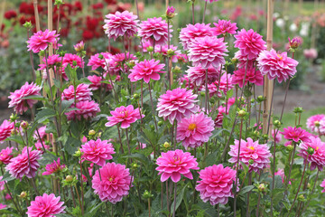 Pink decorative Dahlia &lsquo;Onesta&rsquo; in flower.