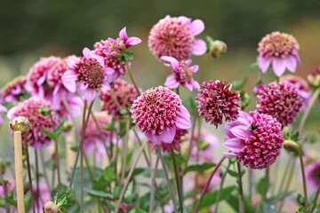 Obraz premium Pink, purple and yellow anemone Dahlia ‘Fenna Baaij’ in flower.