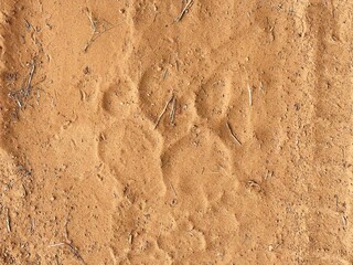Fototapeta premium Tiger Paw Print