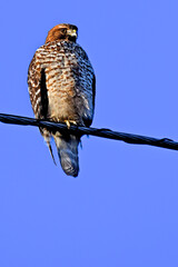 Well fed  juvenile Red-shouldered Hawk perched on power line, San Francisco Peninsula, California 