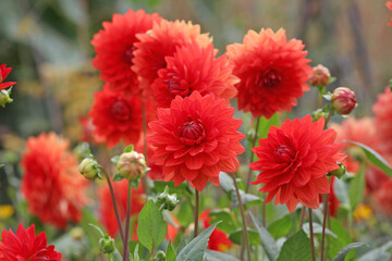 Bright orange decorative dahlia ‘Stadt Spremberg’ in flower.