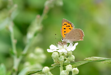 Obraz premium wildlife photos. photos of butterflies in natural areas.