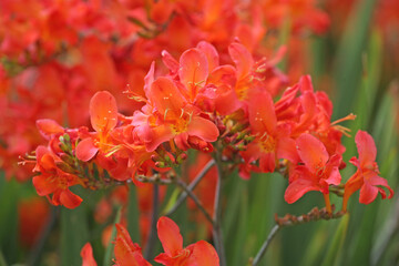 Orange Crocosmia crocosmiiflora, or montbretia, ‘limpopo’ in flower.