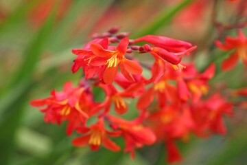 Red orange Crocosmia crocosmiiflora, or montbretia, ‘Carmin Brilliant’ in flower.