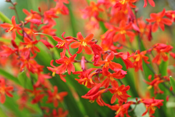 Red orange Crocosmia crocosmiiflora, or montbretia, ‘Carmin Brilliant’ in flower.