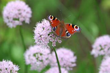 Peacock butterfly sat on a pale pink purple allium.