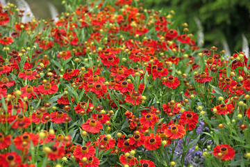 Fototapeta premium Bright red helenium sneezeweed ‘Rubinzwerg’ in flower.