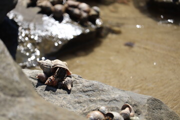Crabs and seashells on rocks on ocean beach