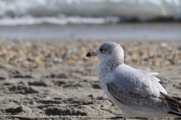 Birds near ocean on sandy beach