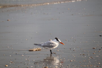 Birds near ocean on sandy beach