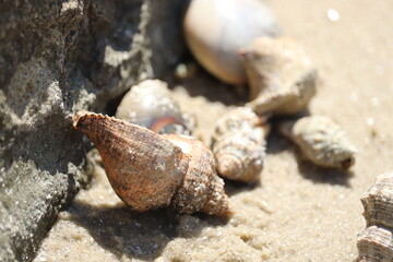 Crabs and seashells on rocks on ocean beach