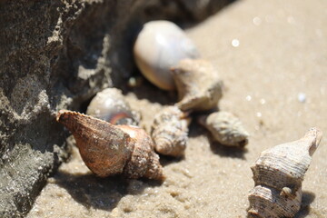 Crabs and seashells on rocks on ocean beach