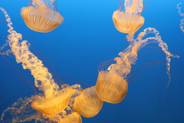 jellyfish floating in water