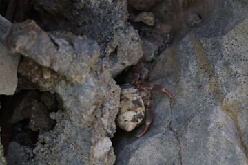 Crabs and seashells on rocks on ocean beach