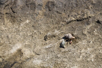 Crabs and seashells on rocks on ocean beach