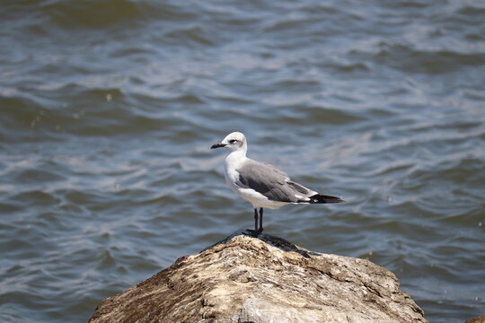 Birds near ocean on sandy beach