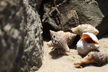 Crabs and seashells on rocks on ocean beach
