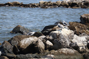 Fototapeta premium Birds near ocean on sandy beach