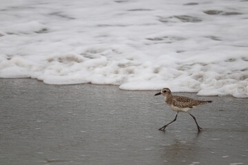 Birds near ocean on sandy beach