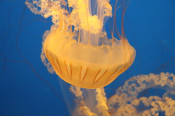 jellyfish floating in water
