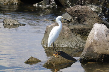 Birds near ocean on sandy beach