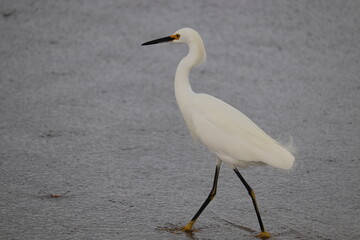 Birds near ocean on sandy beach
