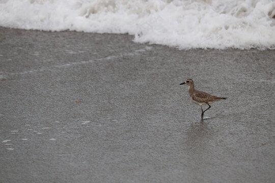 Birds near ocean on sandy beach