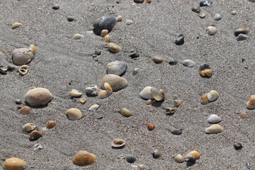 Crabs and seashells on rocks on ocean beach