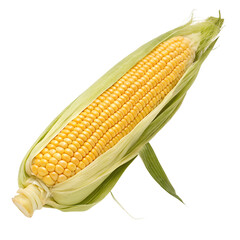 Fresh Ear of Corn with Husk isolated on transparent background cutout, Png, Cutout