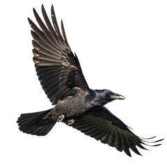 Obraz premium Flying Black Crow with Outstretched Wings isolated on transparent background cutout, Png, Cutout