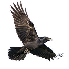 Obraz premium Flying Black Crow with Outstretched Wings isolated on transparent background cutout, Png, Cutout